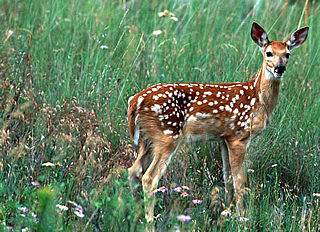 download Babies Of The Wilderness Screensaver By WI