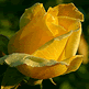 download Beautiful Romantic Roses Screensaver