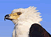 download Big Birds Screensaver