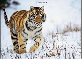 download Big Cats Screensaver