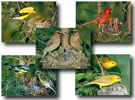 download Bird's Nesting Screensaver