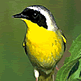 download Birds Of North America Screensaver