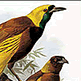 download Birds Of Paradise Screensaver