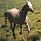 download Beloved Horses Screensaver
