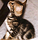download Bengal Cat V2 Screensaver