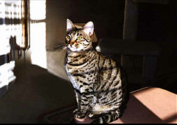 download Bengal Cat V2 Screensaver