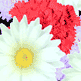 download Blossoming Flowers Screensaver