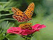 download Butterflies Living Color Screensaver