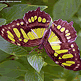 download Butterflies Of North America v3.2 Screensaver