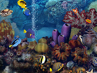 download Living Marine Aquarium Screensaver