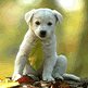 download Dogs Supersaver Vol.1  v1.1 Screensaver
