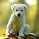 download Dogs Supersaver Vol.1 v1.1 Screensaver