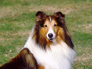 download Dogs Supersaver Vol.1 v1.1 Screensaver