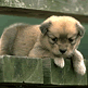 download Dogs Supersaver Vol.2 v1.1 Screensaver