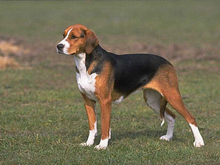 download Dogs Supersaver Vol.2 v1.1 Screensaver