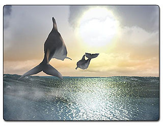 download Dolphins 3D Screensaver