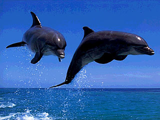download Dolphins Screensaver