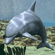 download Dolphins Screensaver by TNJ