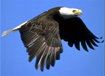 download Eagle Screensaver