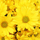 download Endless Blooms Screensaver