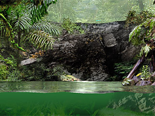 download Fascinating Rainforest Screensaver