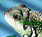 download Iguana Screensaver