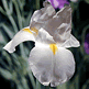 download Irises Screensaver