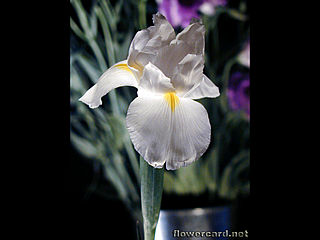 download Irises Screensaver