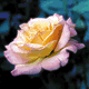 download Only Roses Show Screensaver