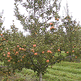 download Orchard Screensaver