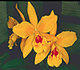 download Orchids by Altix Screensaver