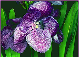 download Orchids by Altix Screensaver