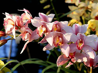 download Orchids Screensaver