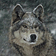 download Spirit Of Wolf Screensaver