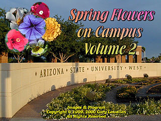 download Spring Flowers On Campus v2 Screensaver