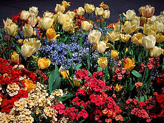 download Spring Flowers Screensaver